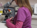 Looking through a Microscope